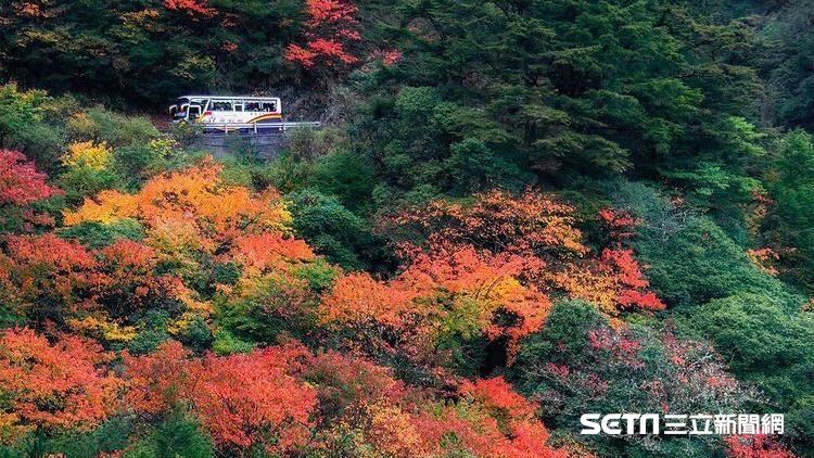 多圖／台灣就看得到　絕美楓紅瀑布