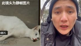 自稱是臨演的李中賀表示當時就在貓旁邊，並透露貓被打4、5次麻藥。（圖／翻攝自李中賀up微博）