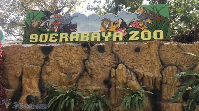 知名的科摩多巨蜥　它在泗水動物園！
