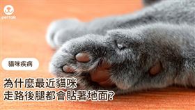 圖、文／PetTalk：說寵物獸醫師／祐康動物醫院—陳郁晴