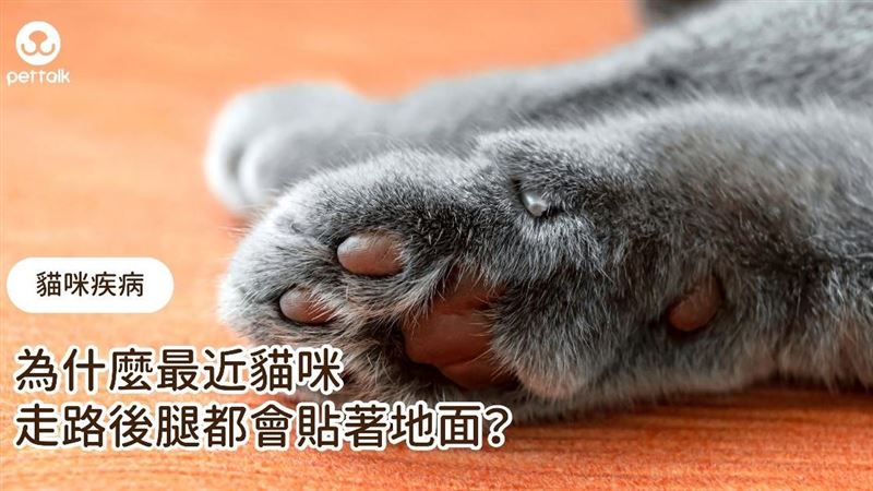 特殊才藝？貓咪最近走路後腿貼著地面