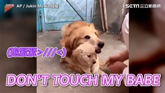 超萌黃金獵犬護兒　主人握手遭拒