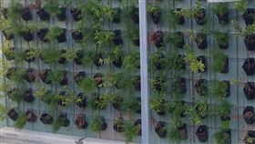 圍牆盆栽全枯死…為何還要放？網吐「無奈」原因：台式綠化。●【爆廢公社公開版】●