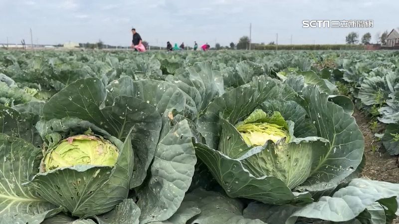 高麗菜爆量　零售從1顆3百跌到50