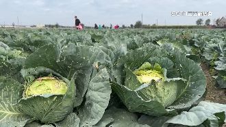 高麗菜爆量　零售從1顆3百跌到50