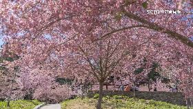 文 福壽搶櫻房1200