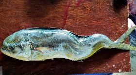 畸形鬼頭刀魚  專家：能活下來真厲害