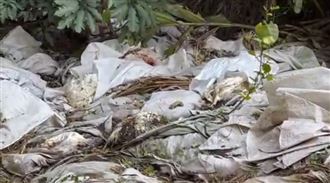 肉雞淘汰被棄屍　新埔山區成「墳場」