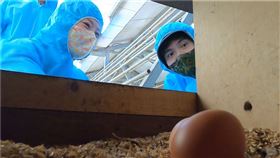 豪平與小黎進產房撿雞蛋