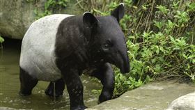 貘花豆換掉「童裝」了