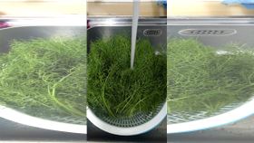 茴香。（圖／翻攝自家常菜臉書）