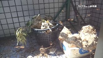 50箱特級蜜蜂　遭黑腹虎頭蜂吃到飽