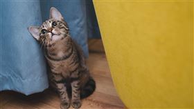 貓,貓咪,家貓,寵物,愛貓（圖／Pixabay）