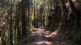 阿里山特富野古道4日重新開放阿里山特富野古道今年8月封閉整修，後因考量不適宜較大機具進場擾動，暫停工程，已先補強古道既有橋梁支撐，並自4日起重新開放。（嘉義林管處提供）中央社記者黃國芳傳真  110年12月3日
