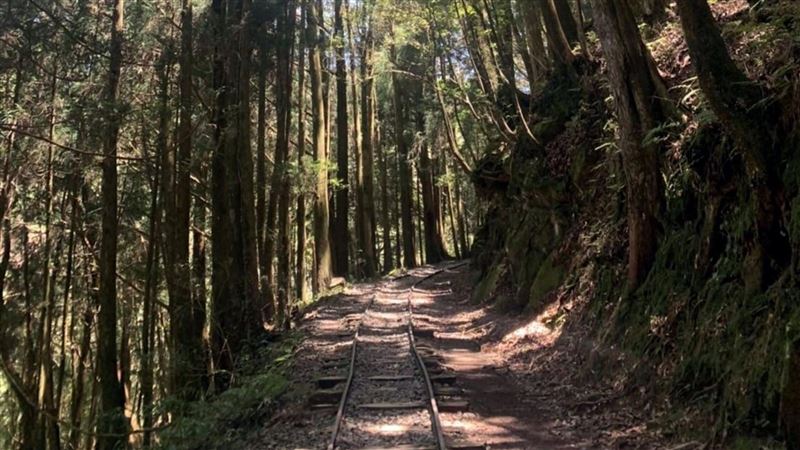 阿里山特富野古道　4日重新開放