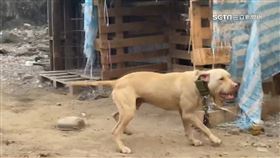 屏東3歲童遭鄰比特犬咬死