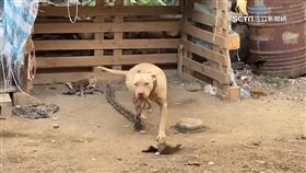 屏東3歲童遭鄰比特犬咬死
