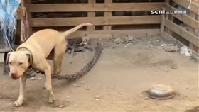 屏東3歲童遭鄰比特犬咬死