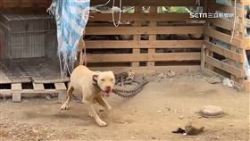 屏東3歲童遭鄰比特犬咬死
