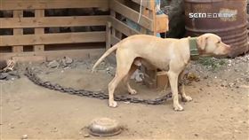 屏東3歲童遭鄰比特犬咬死