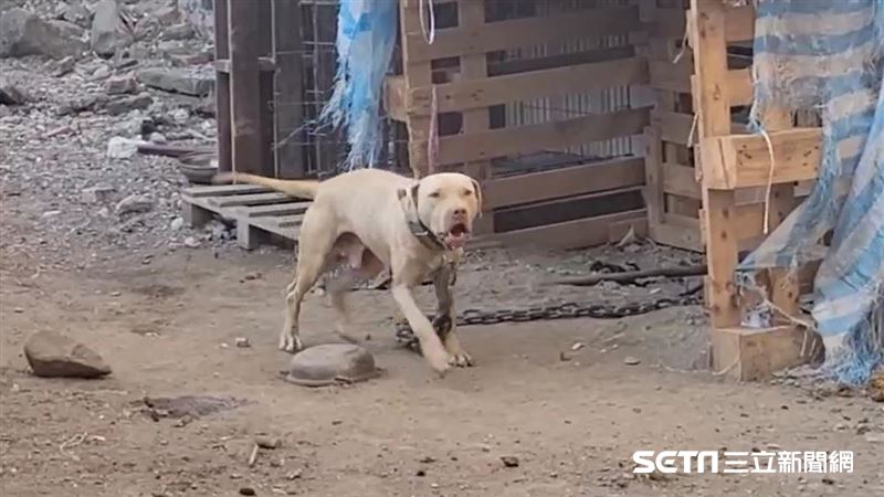 比特犬天生鬥魂　萌或魔全看1關鍵