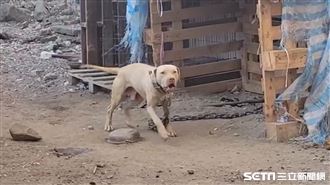 比特犬天生鬥魂　萌或魔全看1關鍵