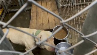 網替比特犬「請命」　最終決定權在他