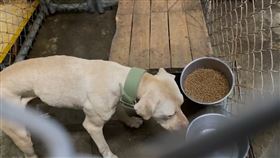 比特犬,飼主,咬死,棄養,收容