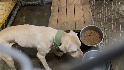 比特犬咬死3歲童律師願無償辯護 但希望你們留下狗的命 社會 三立新聞網setn Com