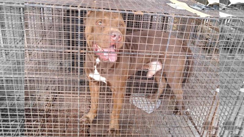 棄養潮？嘉縣40日內誘捕5隻比特犬