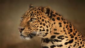 花豹，叼走印度6歲男童 (圖/PIXABAY)