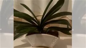 每天設鬧鐘幫花澆水！她細心養半年　才看穿「真面目」哭了（圖／翻攝自錢江晚報）