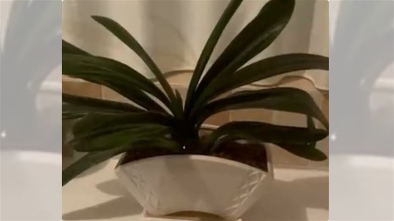 每天設鬧鐘幫花澆水　看穿真相後哭了