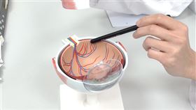 黃斑部位於視網膜正中央的部位，負責最重要的中心視力（圖／恩主公醫院提供）