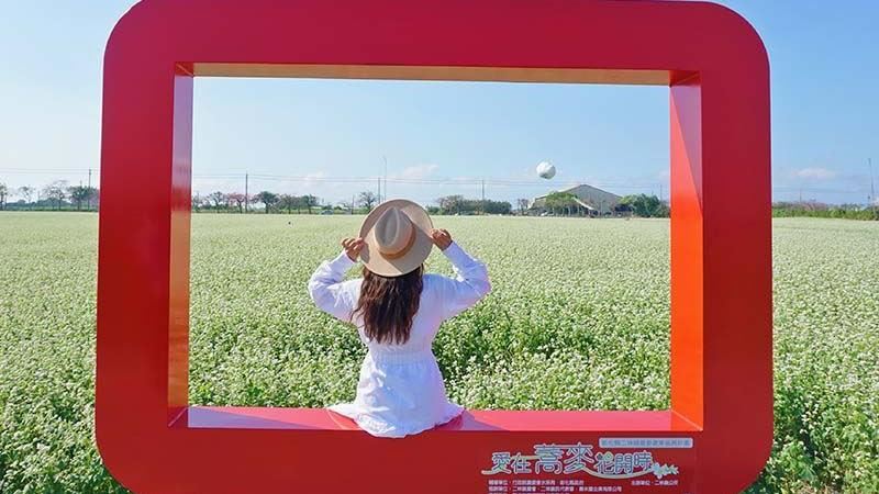 全台唯一　彰化蕎麥花田綻放囉！