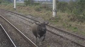 ▲水牛在花蓮東竹站鐵軌上狂奔。幸好當時列車不多，值班站長及時發現、通報。（圖／翻攝畫面）