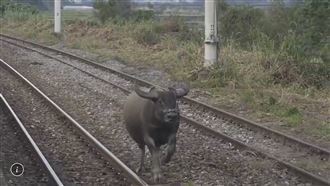 水牛狂奔　台鐵站長及時封鎖20分鐘