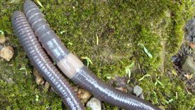 福爾摩沙腔環蚓為西部常見大型特有蚯蚓，體呈深藍黑色（圖／特生中心提供）