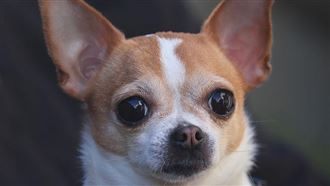 吉娃娃呆萌受困地板？網笑翻：別踩牠