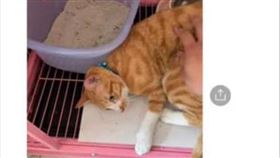 彰化，繼父，33歲男子，虐貓，蜜柑，(圖/翻攝自愛貓領養臉書)