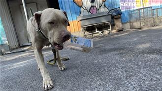 PO比特犬撒嬌影片　她：不是要請命