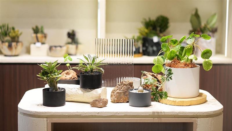 台灣最美多肉植物店12/9重新開幕