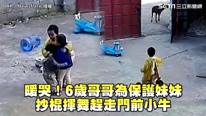 6歲哥哥為保護妹妹　抄棍揮舞趕小牛