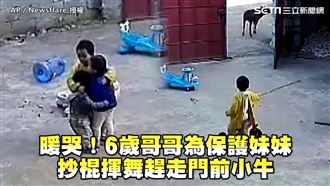 6歲哥哥為保護妹妹　抄棍揮舞趕小牛