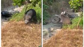 山豬,野狼,大戰,解體