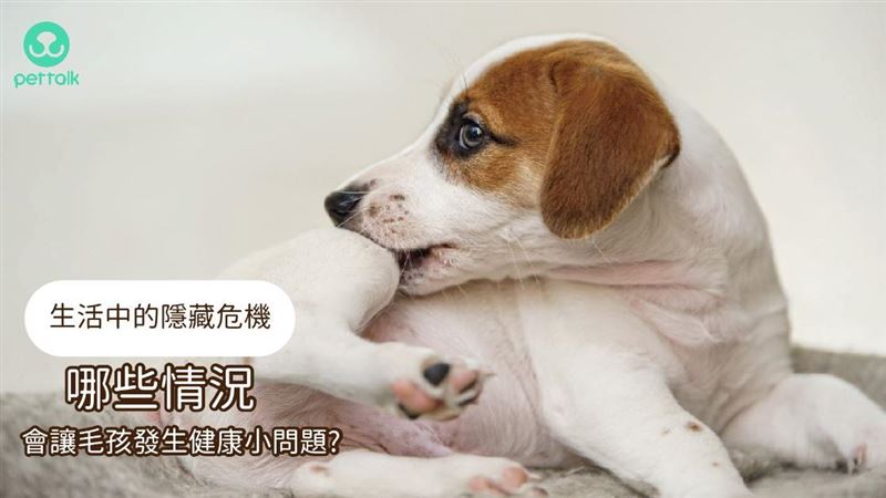 日常隱藏危機，毛孩發生小毛病的情況