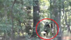 神秘傳說「大腳怪」現蹤？影片曝光　專家：有可能是真的▲（圖／翻攝自@cryptiduniversity IG）