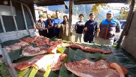 Y殺豬謝所長1200