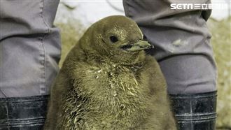 好像奇異果！綠毛國王企鵝寶寶亮相