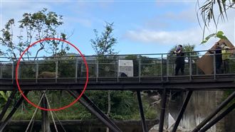 水豚母子偷溜20分鐘　動物園認疏失